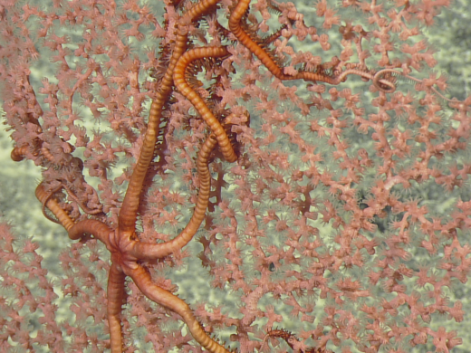 mariana deep sea wildlife