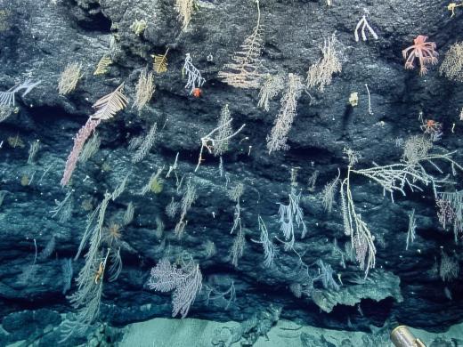 Exploring Mud Volcanoes and the Mariana Trench 