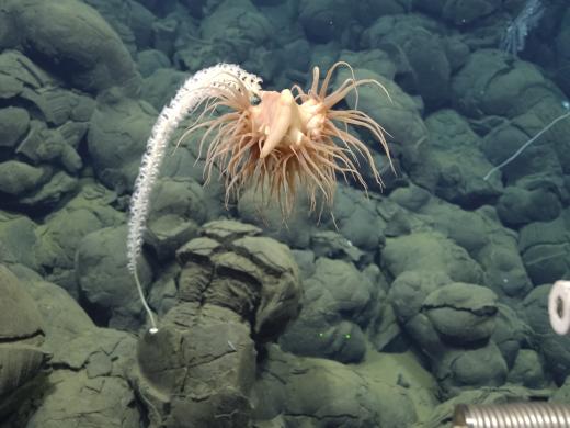 deep sea exploration