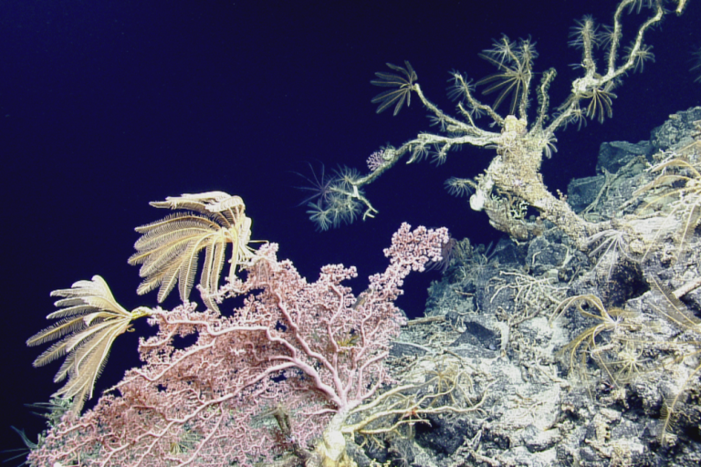 Exploring the Waters of American Samoa