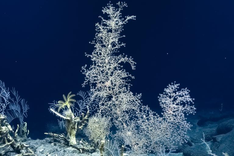 Coral colony Credit Ocean Exploration Trust