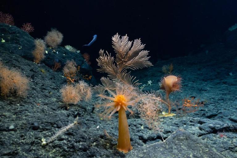 Deep-Sea Habitats of the Hawaiian Archipelago