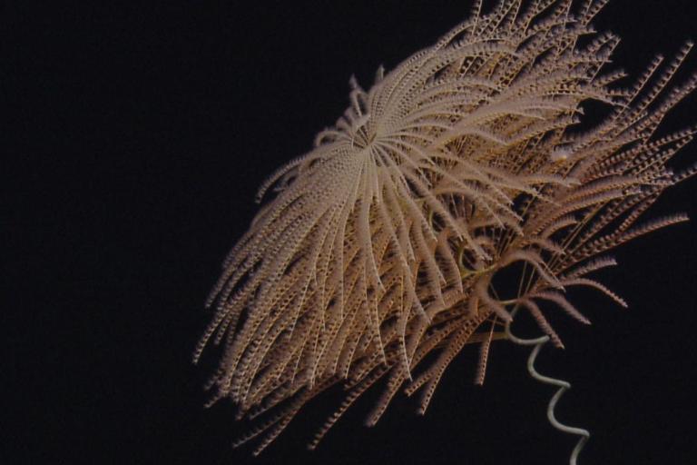 iridogorgia coral