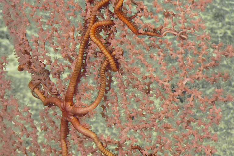 mariana deep sea wildlife