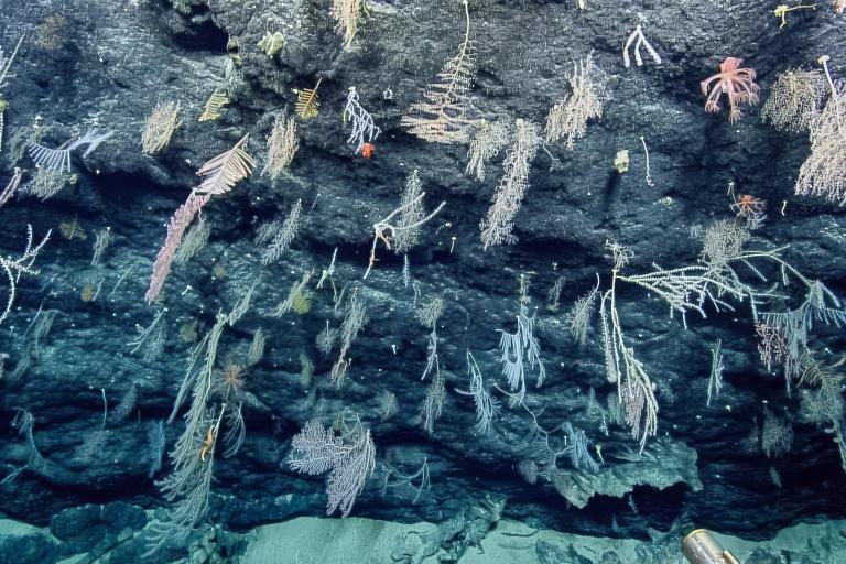 Exploring Mud Volcanoes and the Mariana Trench 