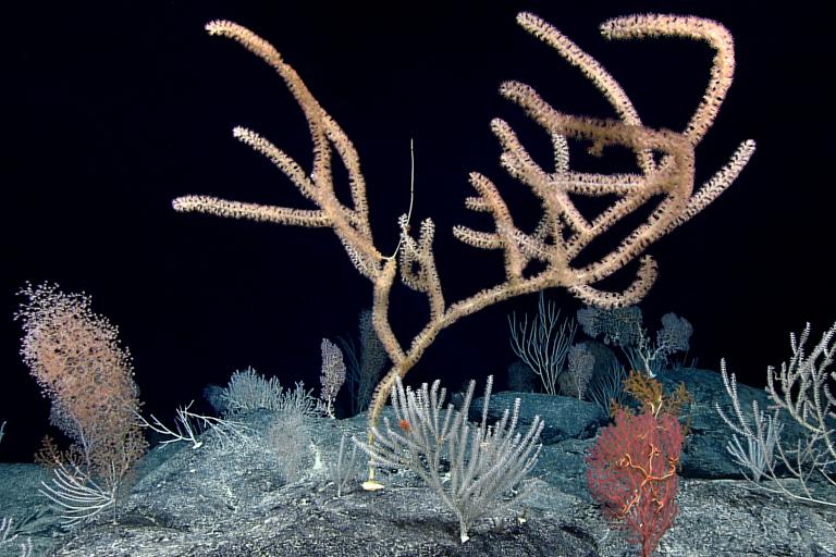 Exploring Palau National Marine Sanctuary