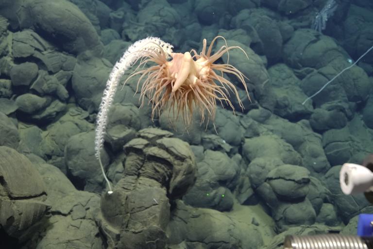 deep sea exploration