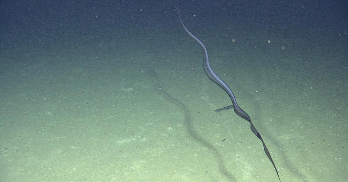 Diving on the Thessaloniki Mud Volcano Nautilus Live