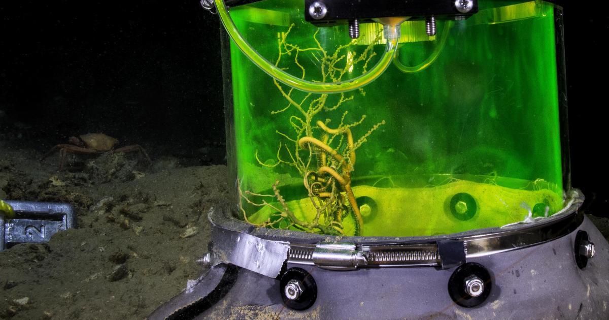 coralcoralページ Coral Bleaching | Flower Garden Banks National Marine Sanctuary