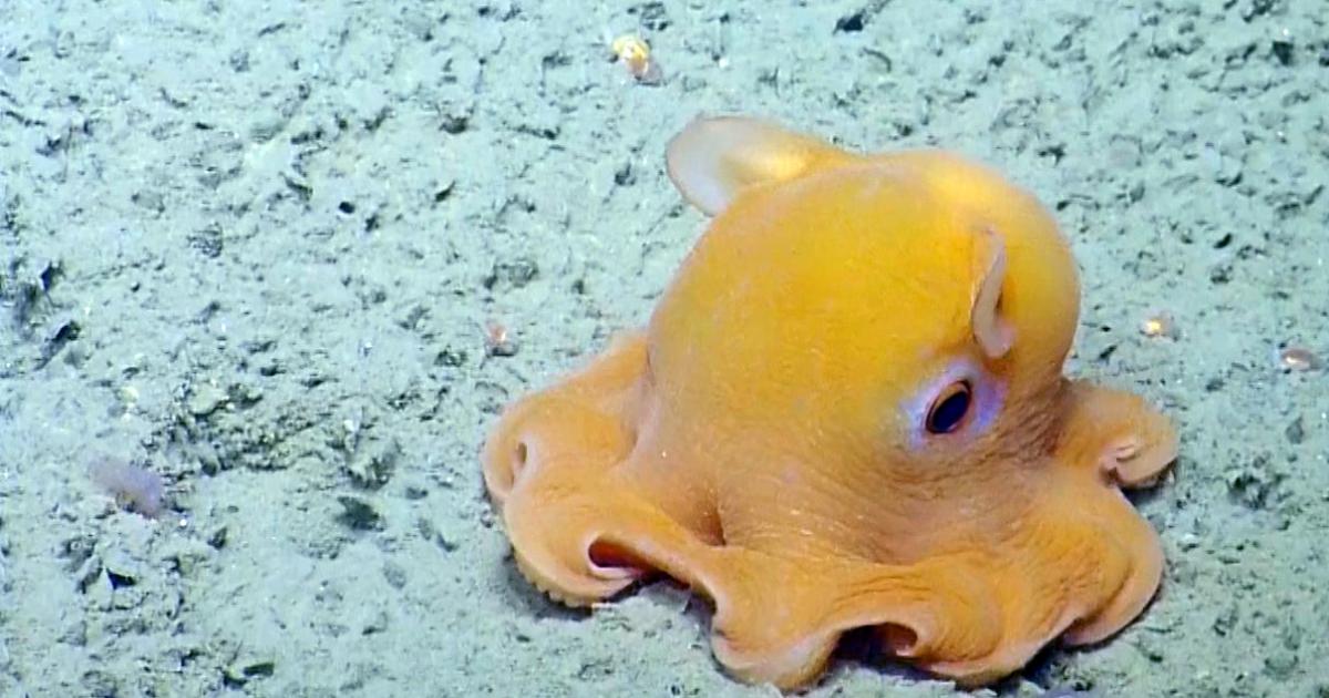 Shy Dumbo Octopus Hides Inside Its Own Tentacles | Nautilus Live