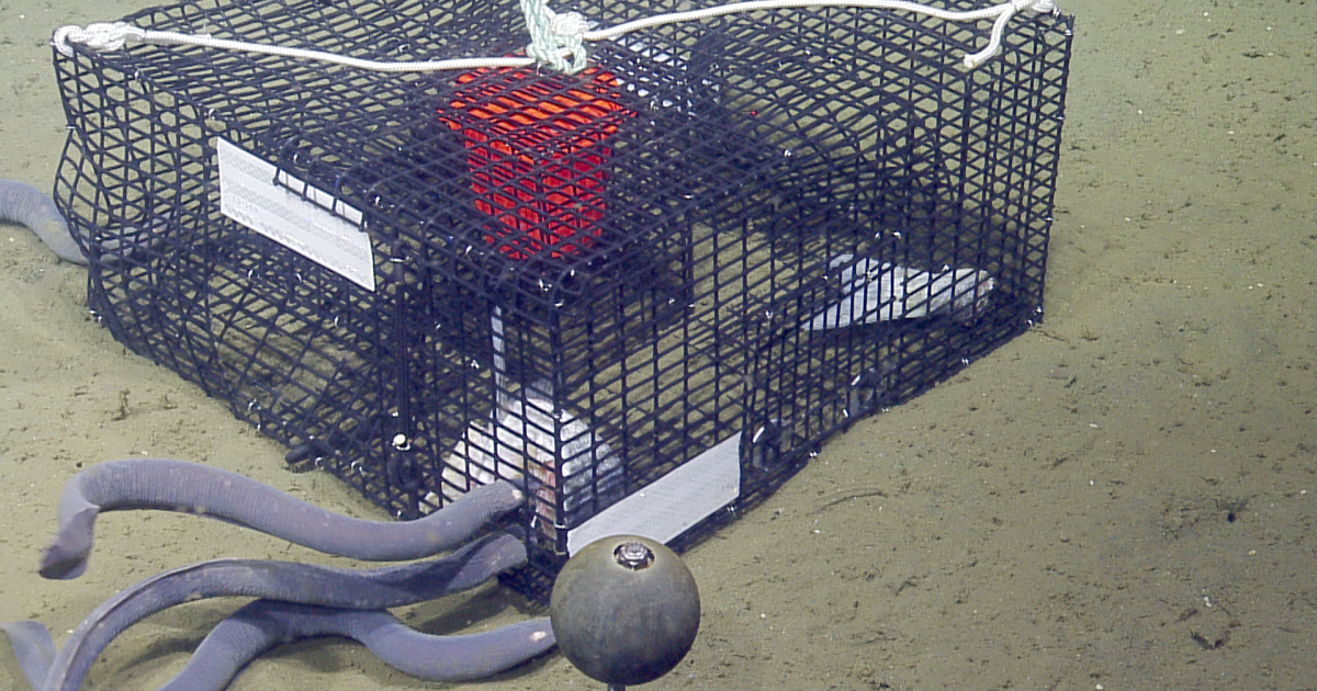 Hagfish Surround Crab Trap