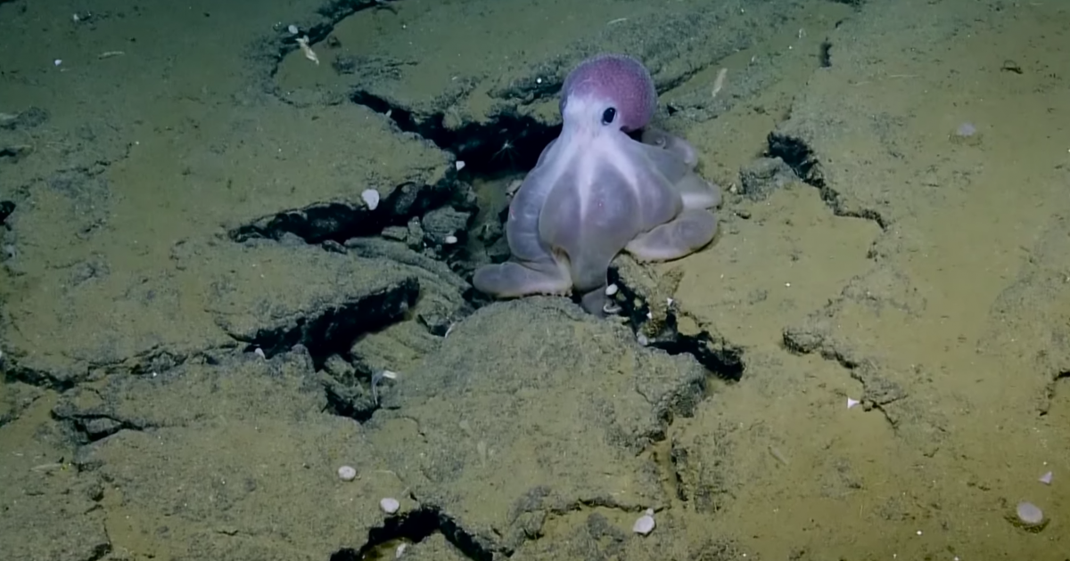 Adorable Pink Octopus | Nautilus Live