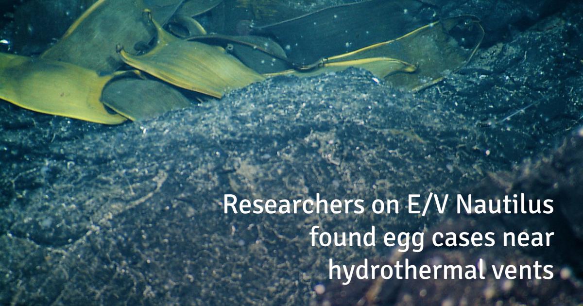 Deep-Sea Skates Incubate Eggs Near Hydrothermal Vents