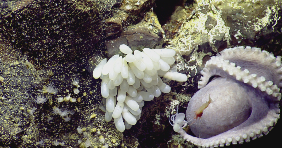 Oviparous Ocean Animals (Babies in Eggs) | Nautilus Live