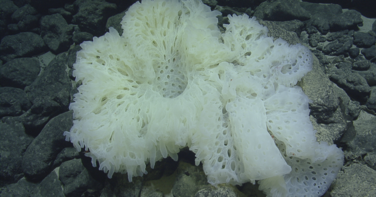 The Secrets of Deep Sea Sponges Nautilus Live