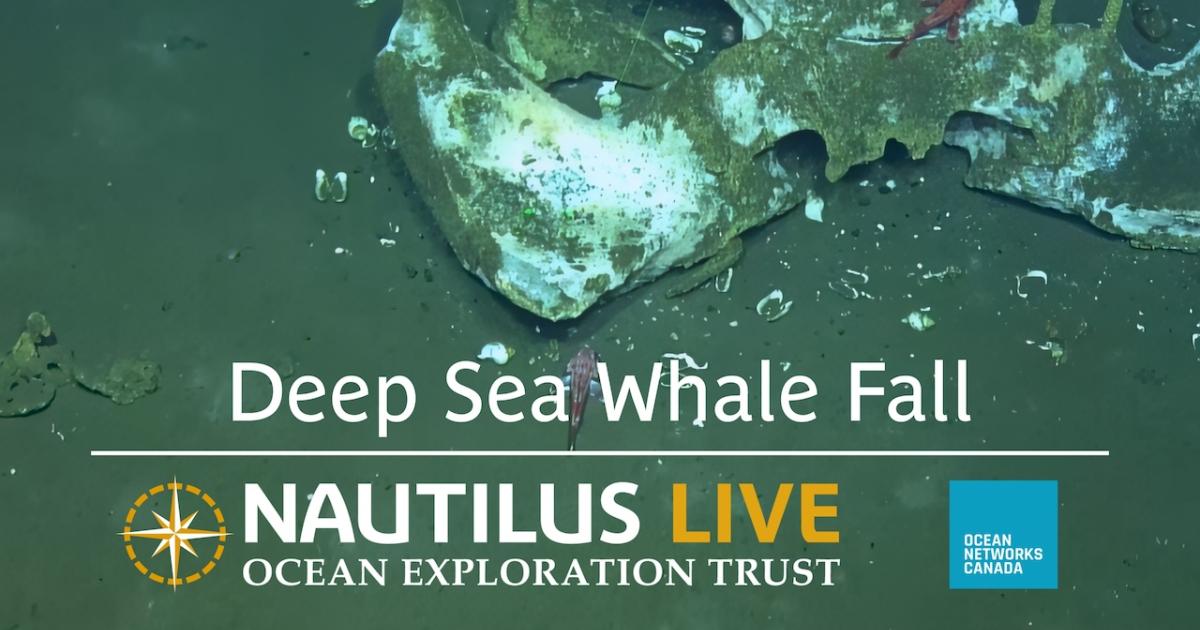 Deep Sea Whale Fall Near Clayoquot Slope | Nautilus Live