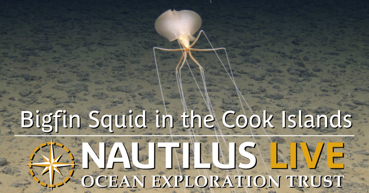 Rare Bigfin Squid in the Cook Islands | Nautilus Live