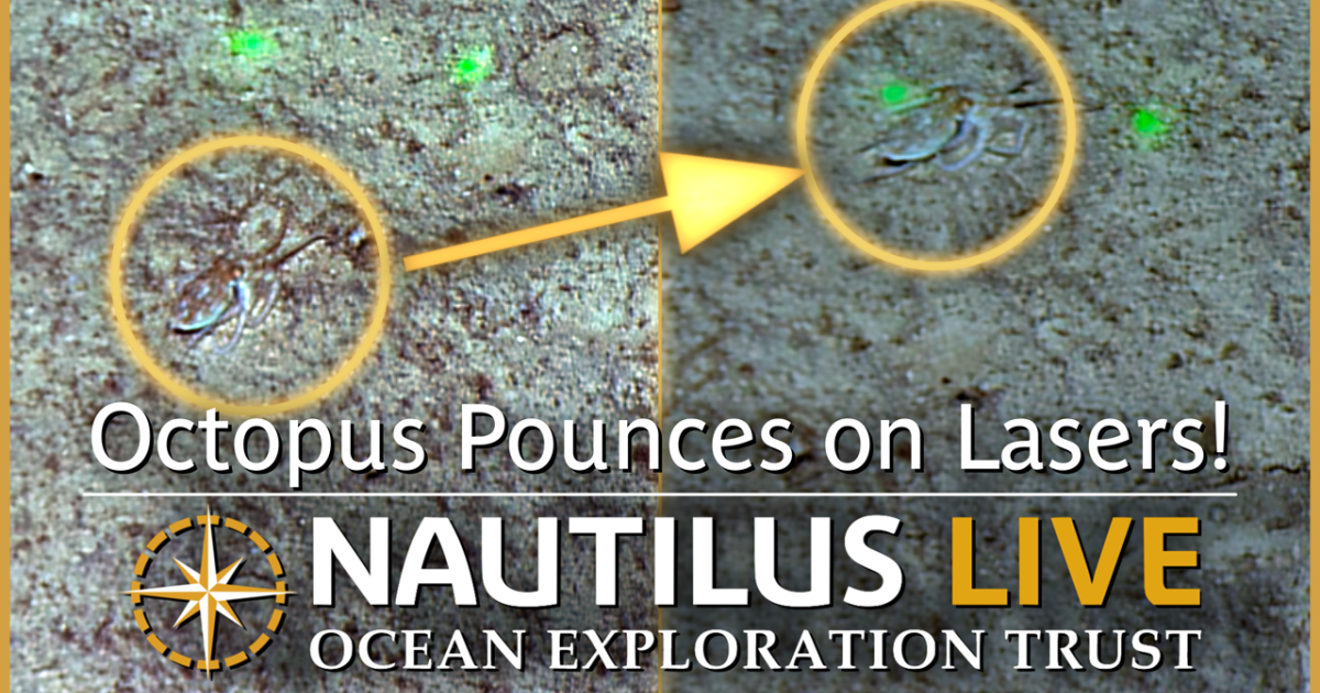 Octopus Pounces on Lasers in Papahānaumokuākea | Nautilus Live