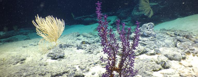 deep water corals