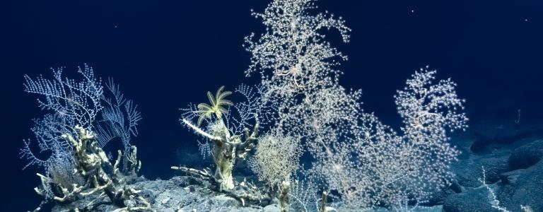 Coral colony Credit Ocean Exploration Trust