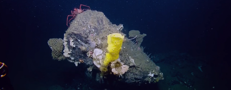 Giant sponge