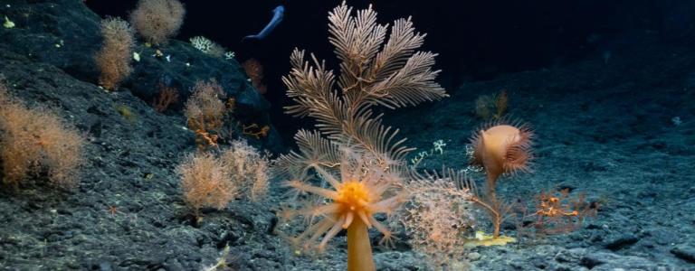 Deep-Sea Habitats of the Hawaiian Archipelago