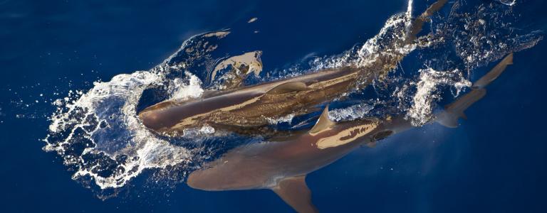 Sharks