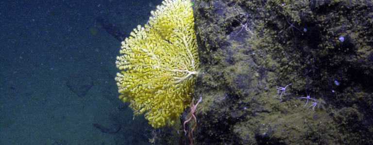 coral on rock