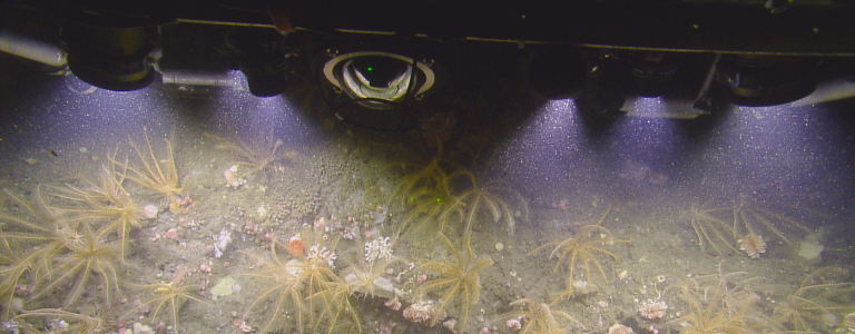 Olympic Coast wall of crinoids