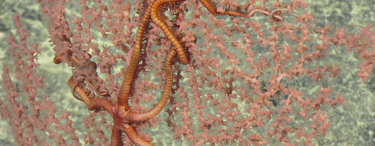 mariana deep sea wildlife