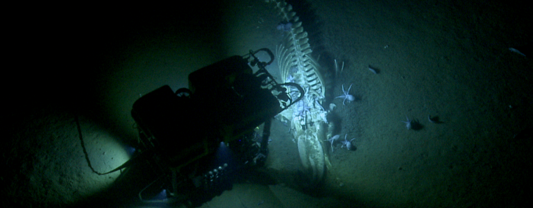 Davidson Seamount whale fall