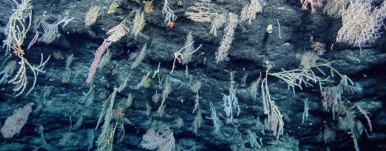Exploring Mud Volcanoes and the Mariana Trench 