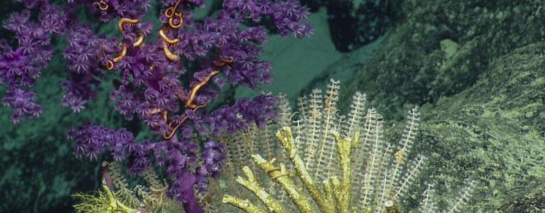 Recent exploration efforts have shown that the region also harbors high-density deep-sea coral and sponge communities. 