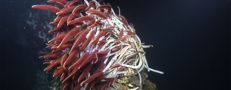 Red tube worms