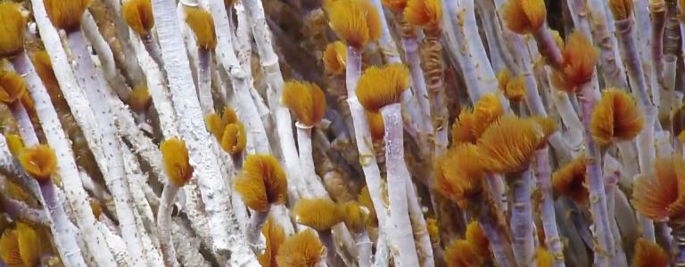 Tube worms