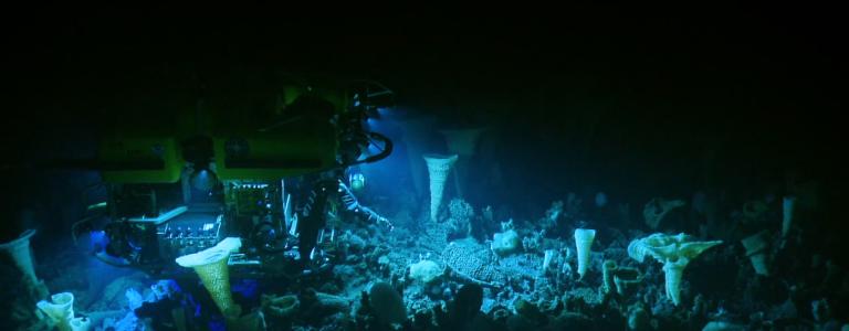 Hercules diving among sponges