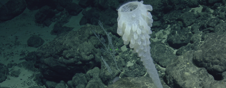 glass sponge