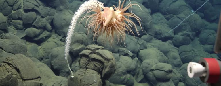 deep sea exploration