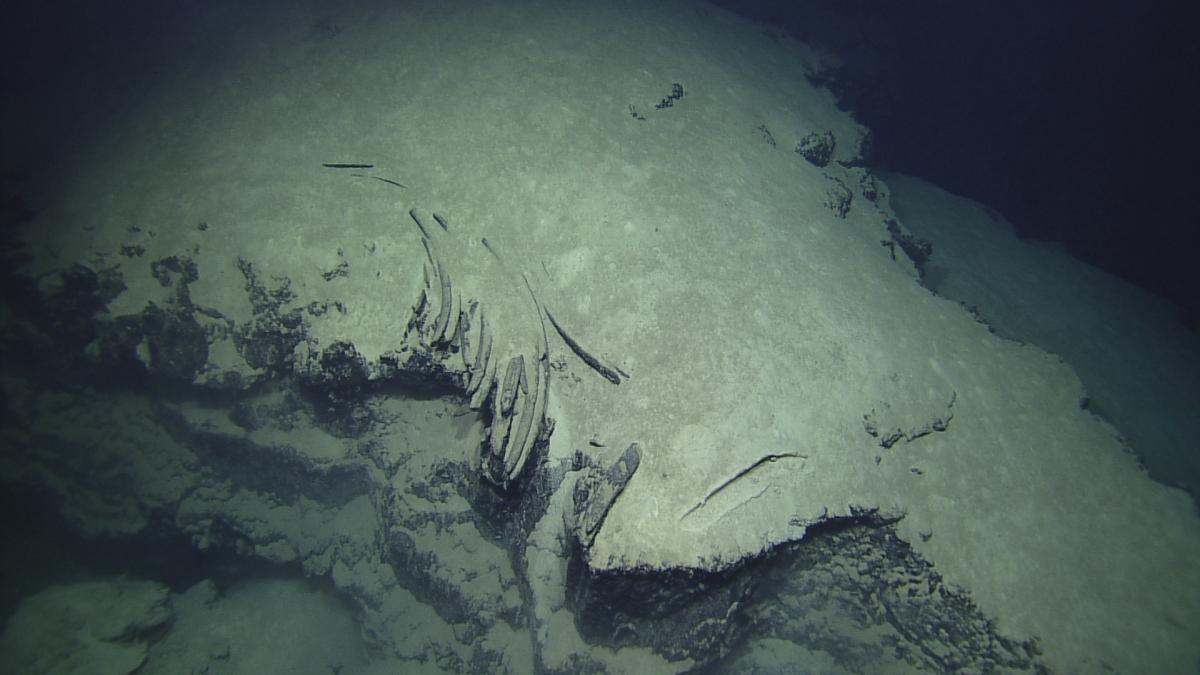 Fossil Whale Bones and More on Eratosthenes Seamount 2012 | Nautilus Live