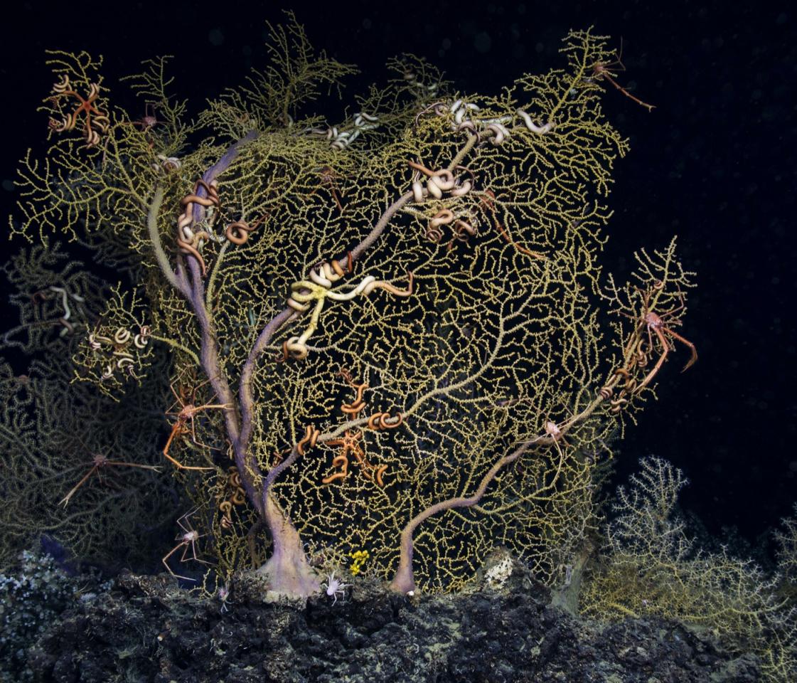 Corals in Stunning High Resolution | Nautilus Live