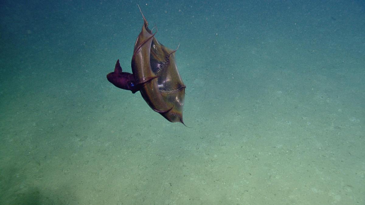 Why do deep-sea fish look like aliens?