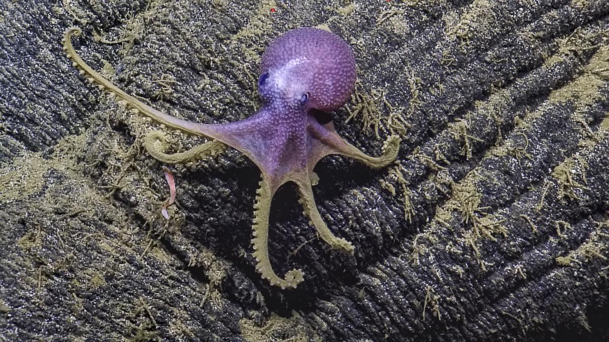 Beautiful Creatures of Deep Sea Hydrothermal Vents