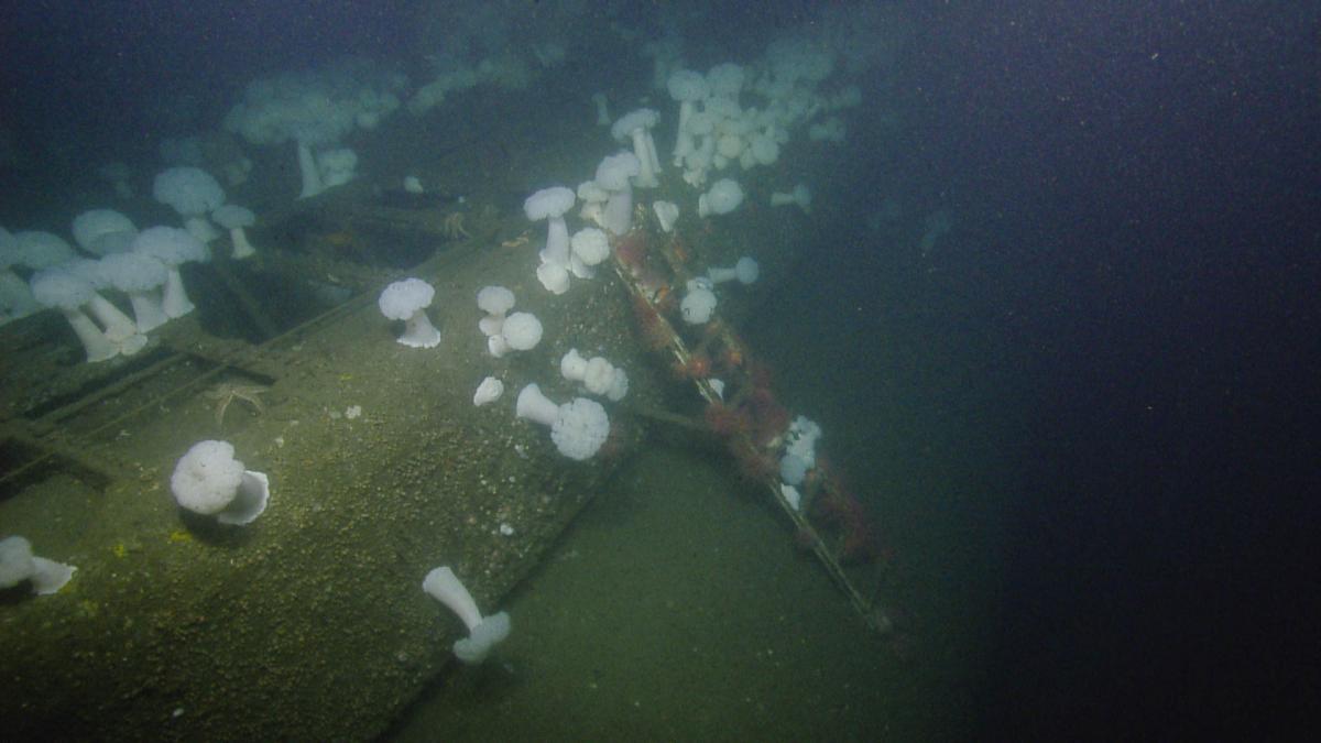 Rediscovering History: Submarine USS Bugara | Nautilus Live