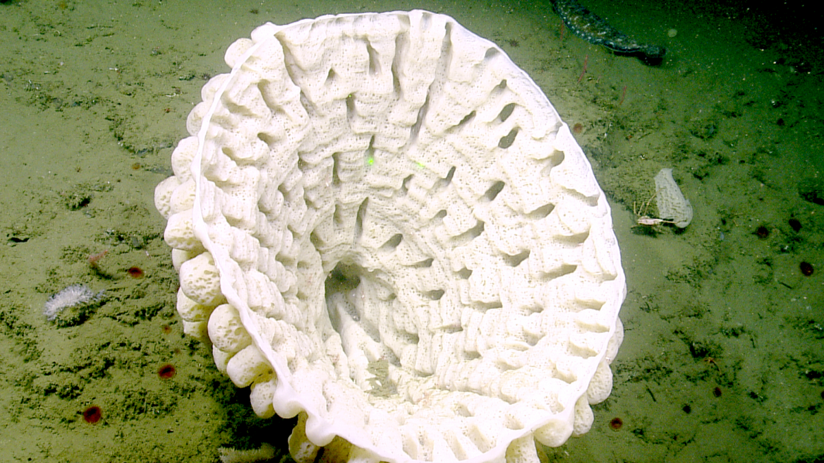 Sea sponges may seem like simple creatures, but…