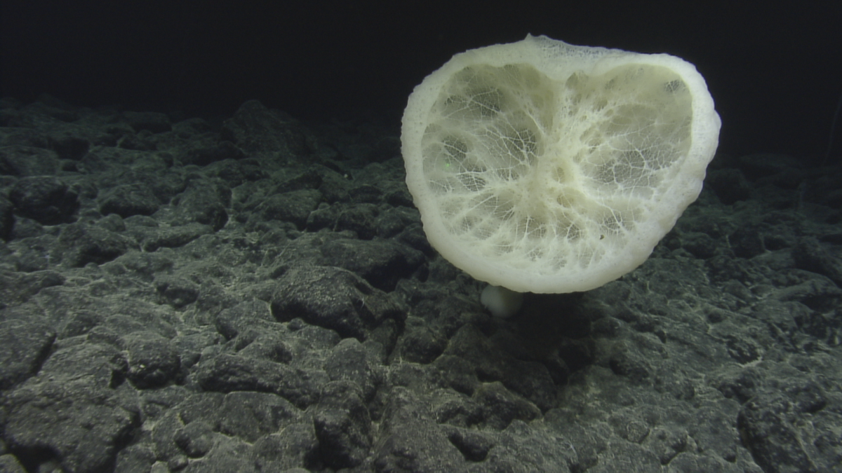 E/V Nautilus Video Bite: Beautifully Bright Sea Sponge 