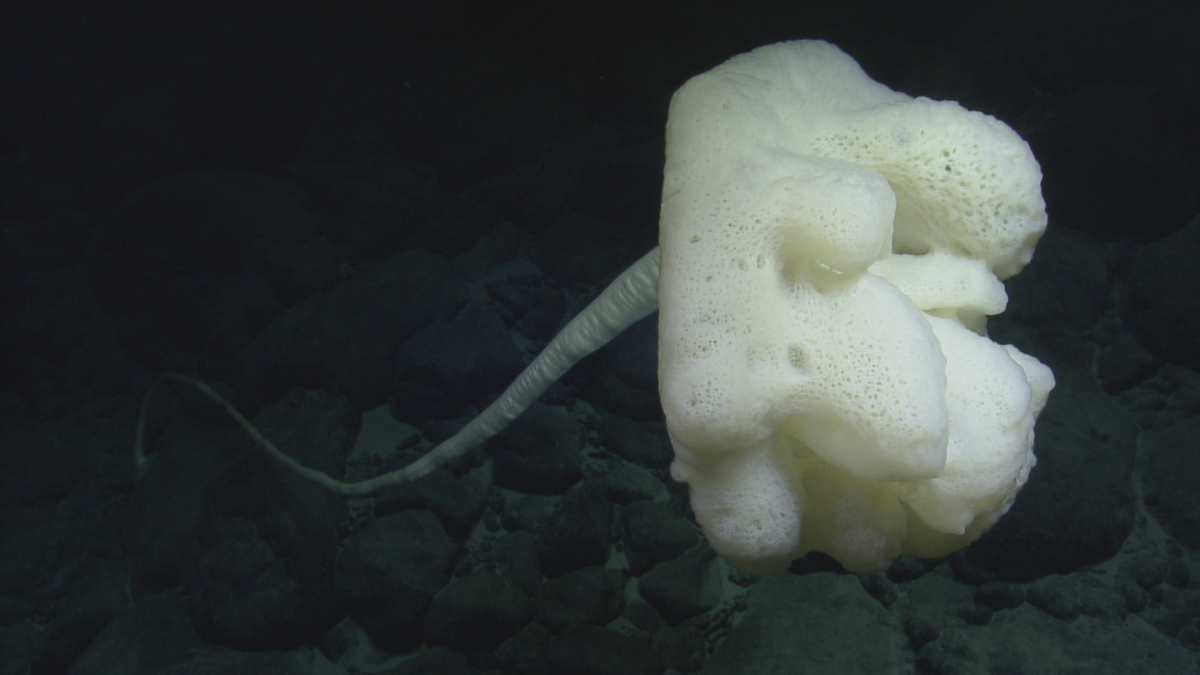 E/V Nautilus Video Bite: Beautifully Bright Sea Sponge 
