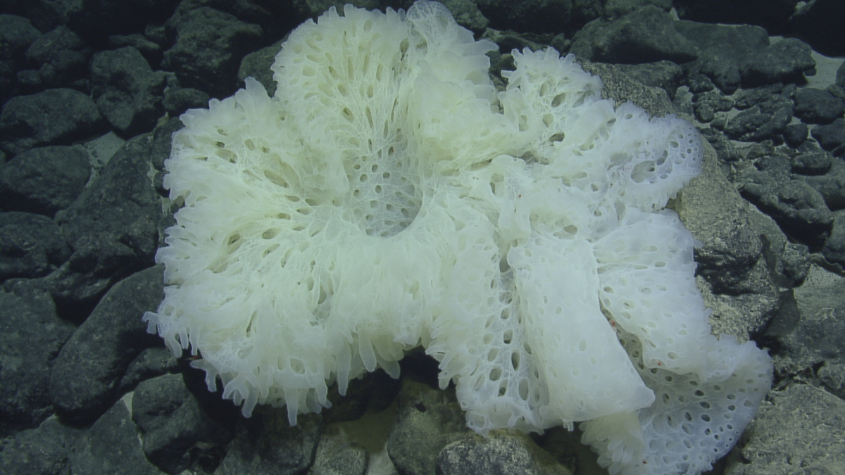 Sea Sponges