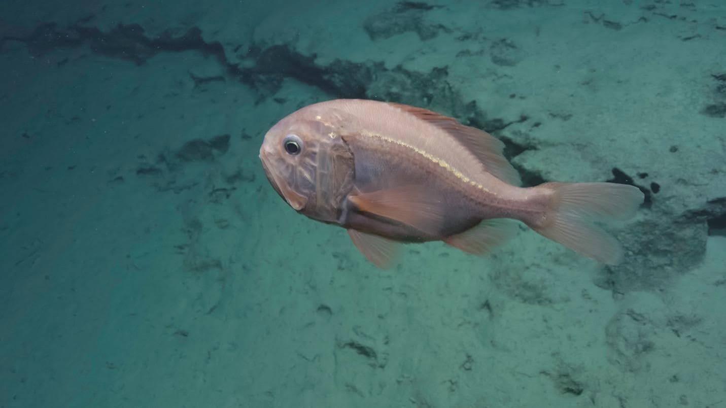 Colors of the Hawaiian Deep Sea | Nautilus Live