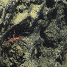 Shrimp on Eratosthenes Seamount.