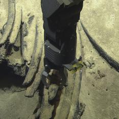 ROV Hercules Sampling Whale Fossil